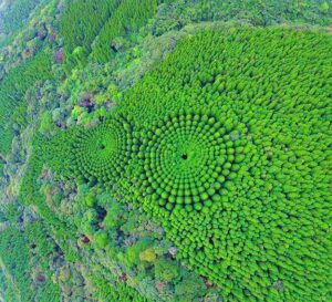La Forêt Circulaire du Japon : Une Leçon de Science et de Beauté Naturelle