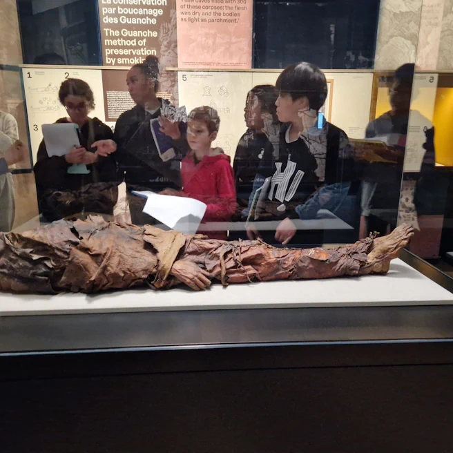 Gros plan sur une momie guanche et élèves attentifs dans la galerie d’exposition